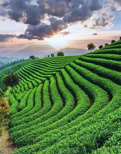 Trusted travel service provider in Muine and Vietnam